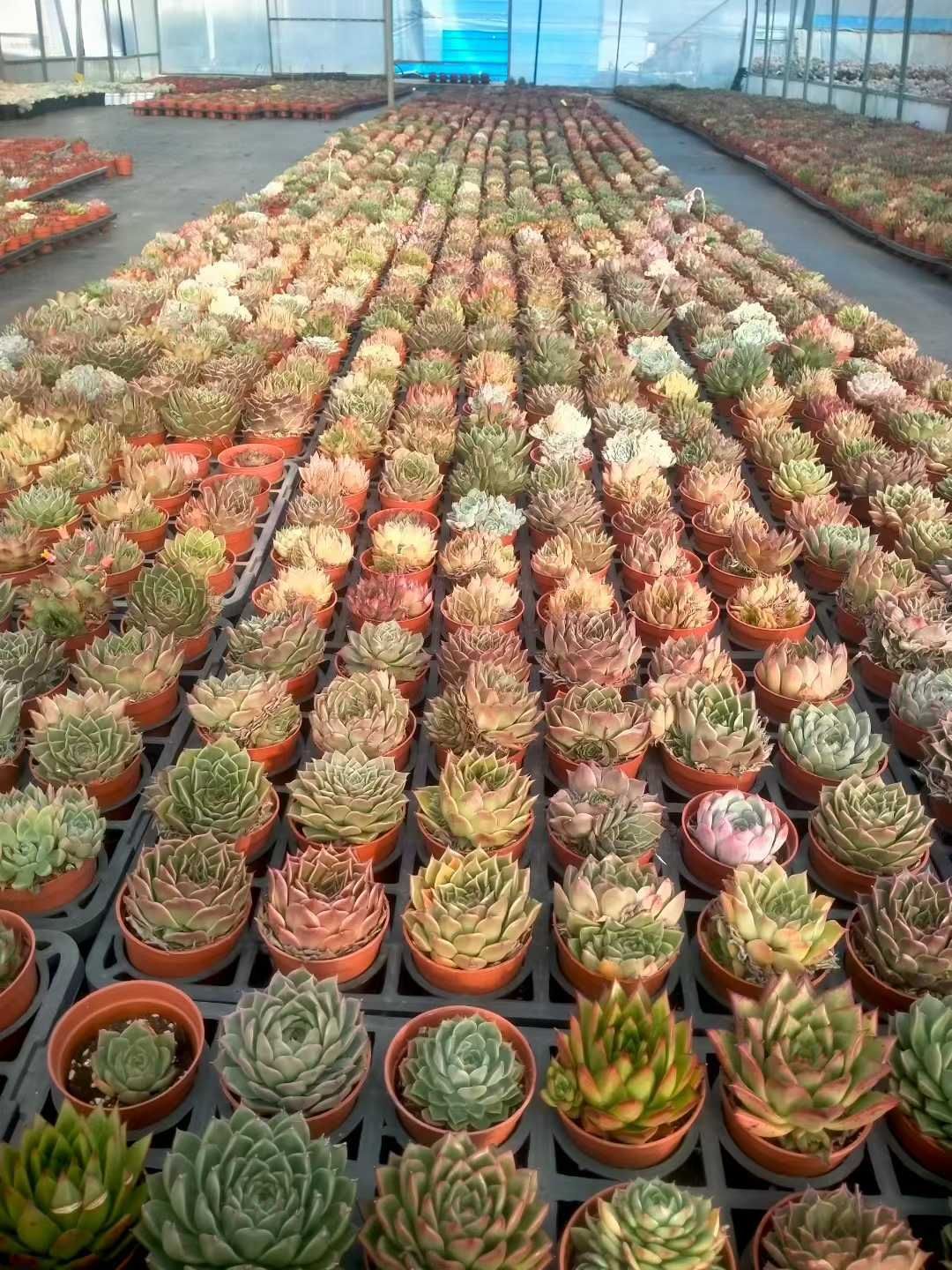 多肉植物 錦品種♡抜き苗セット 多肉植物 錦品種小苗7種セット 抜き苗