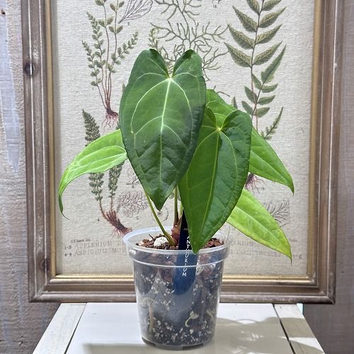 希少！ 観葉植物 アンスリウム Anthurium Magnificum×(Moronense)×Ace