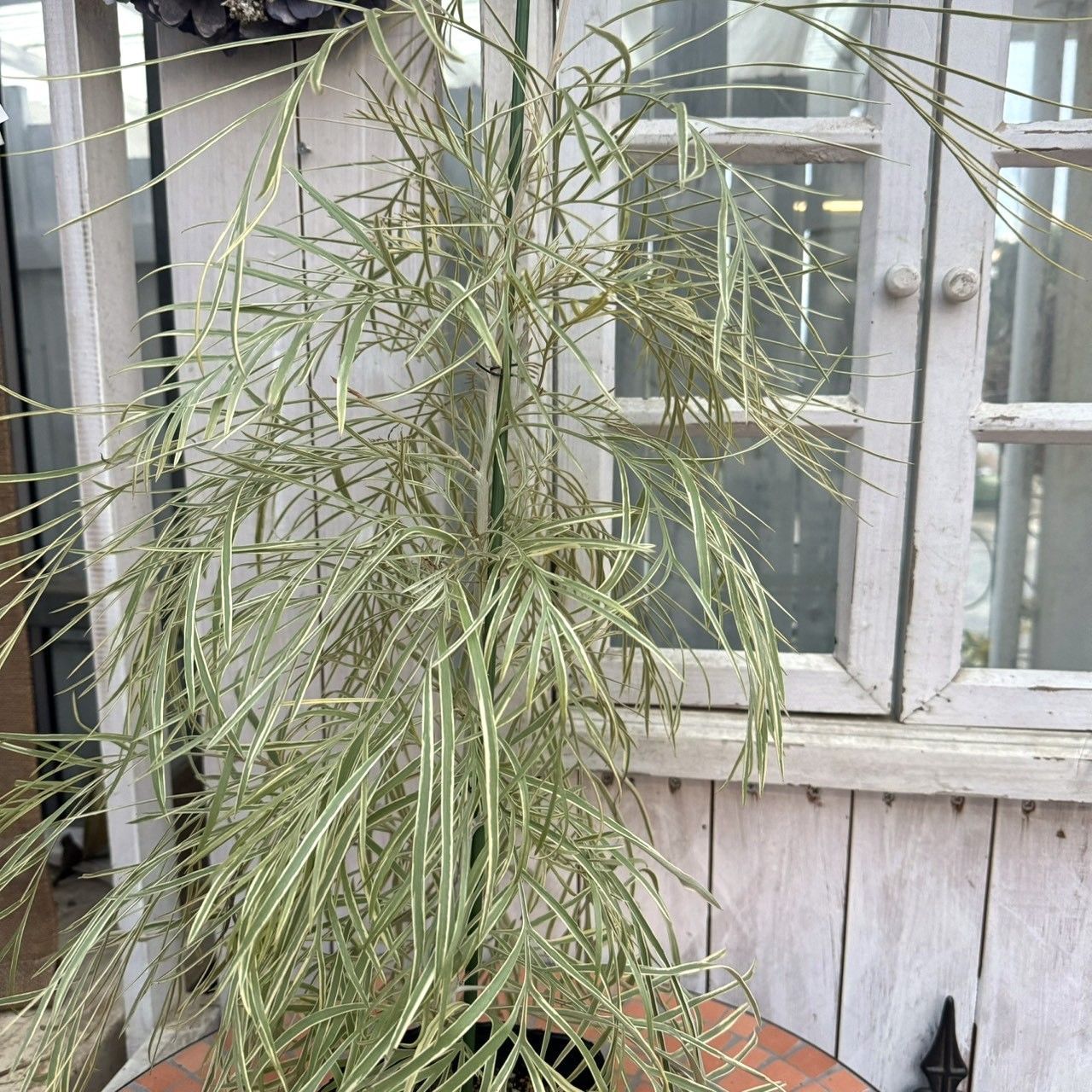 超希少】グレビレア ハニーワンダー オージープランツ 常緑樹 シンボル