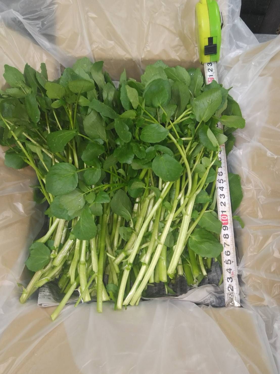新鮮なクレソン5kg（クール便発送） 農家直送！減農薬クレソン約1kg クール便 即日発送 - メルカリ