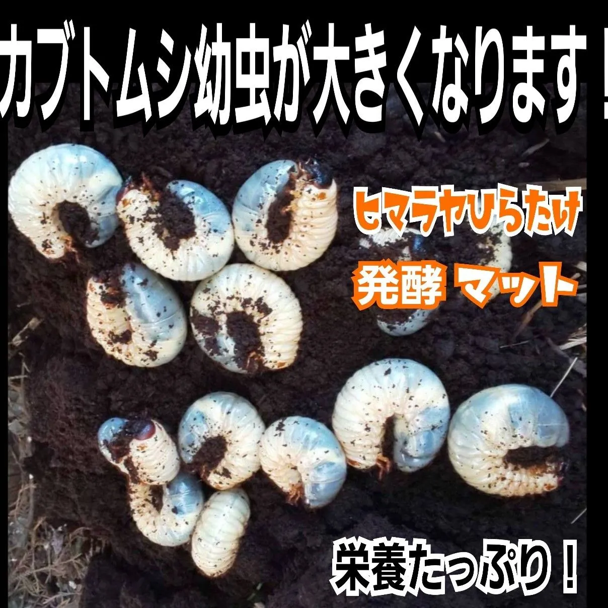 カブトムシ幼虫が大きくなります！改良版☆ヒマラヤひらたけ発酵マット【10リットル】クヌギ100％原料使用 国産カブトムシギネスサイズ羽化実績！産卵にも抜群！  雑虫混入100％なし！|mercariメルカリ官方指定廠商|Bibian比比昂代買代購