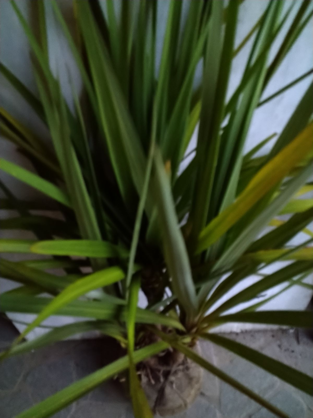 ニオイシュロラン3本立ち ニオイシュロラン 3本立 葉先190cm 【根巻き