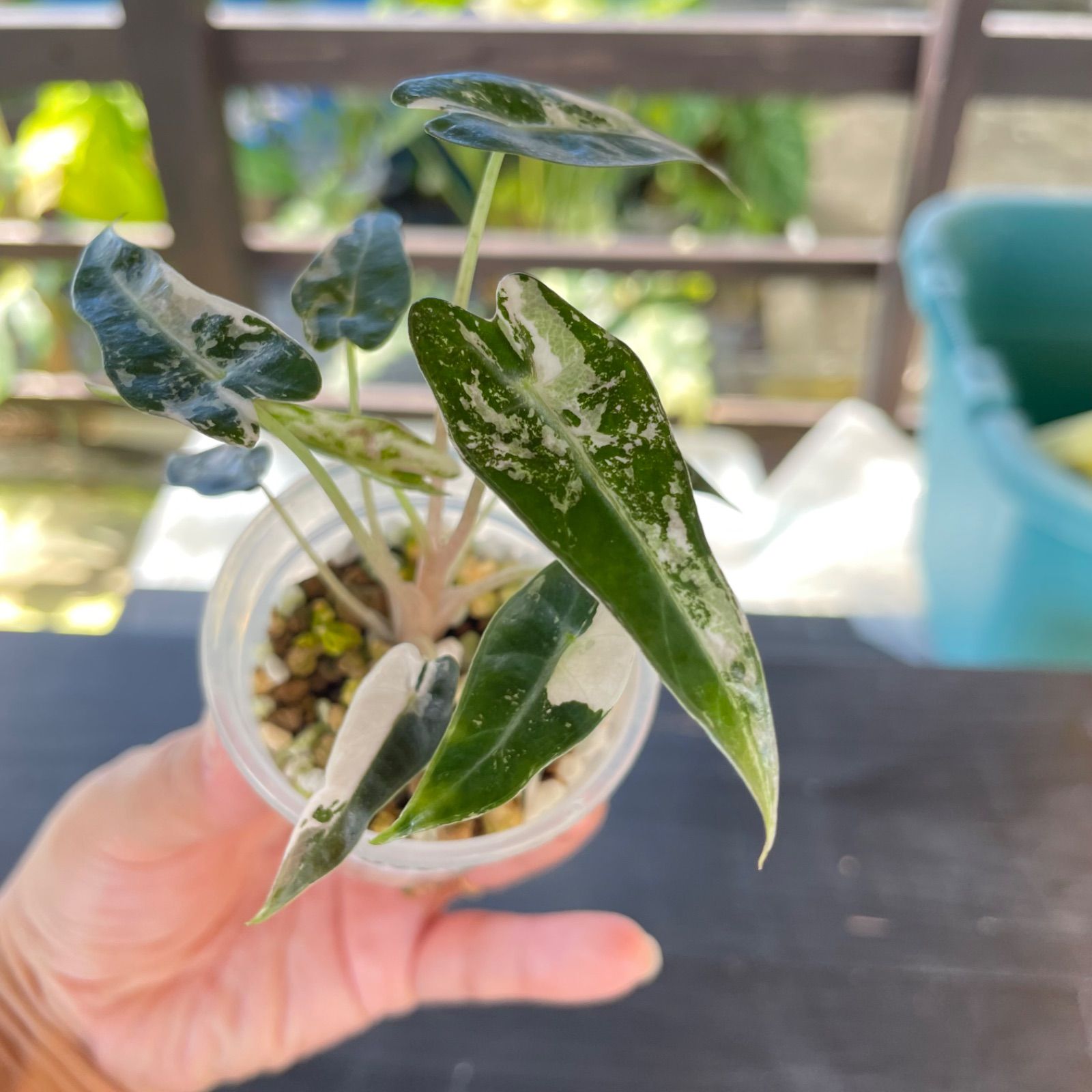 Alocasia Bambino Pink Variegated (アロカシア バンビーノ ピンク