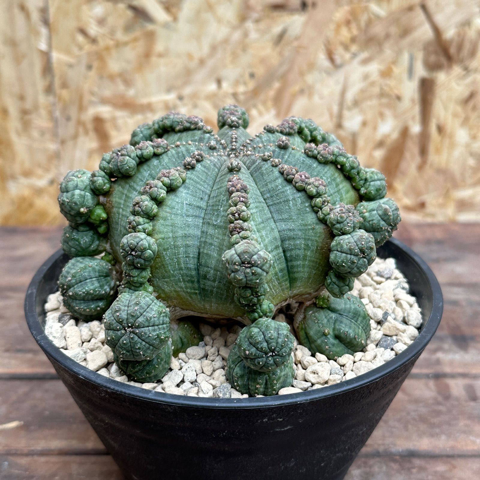 Euphorbia obesa ssp. symmetrica ユーフォルビア シンメトリカ 仔吹き 多肉植物