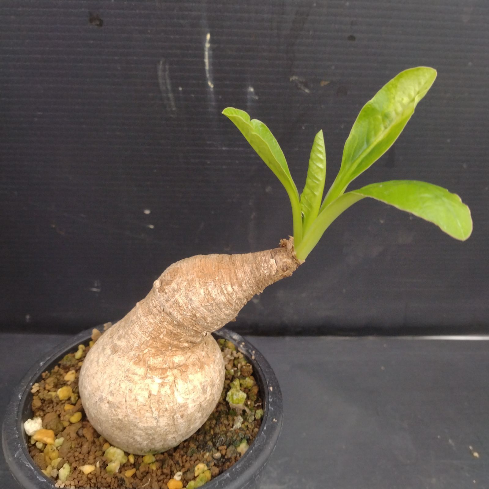 ユーフォルビア プリムリフォリア 発根済み