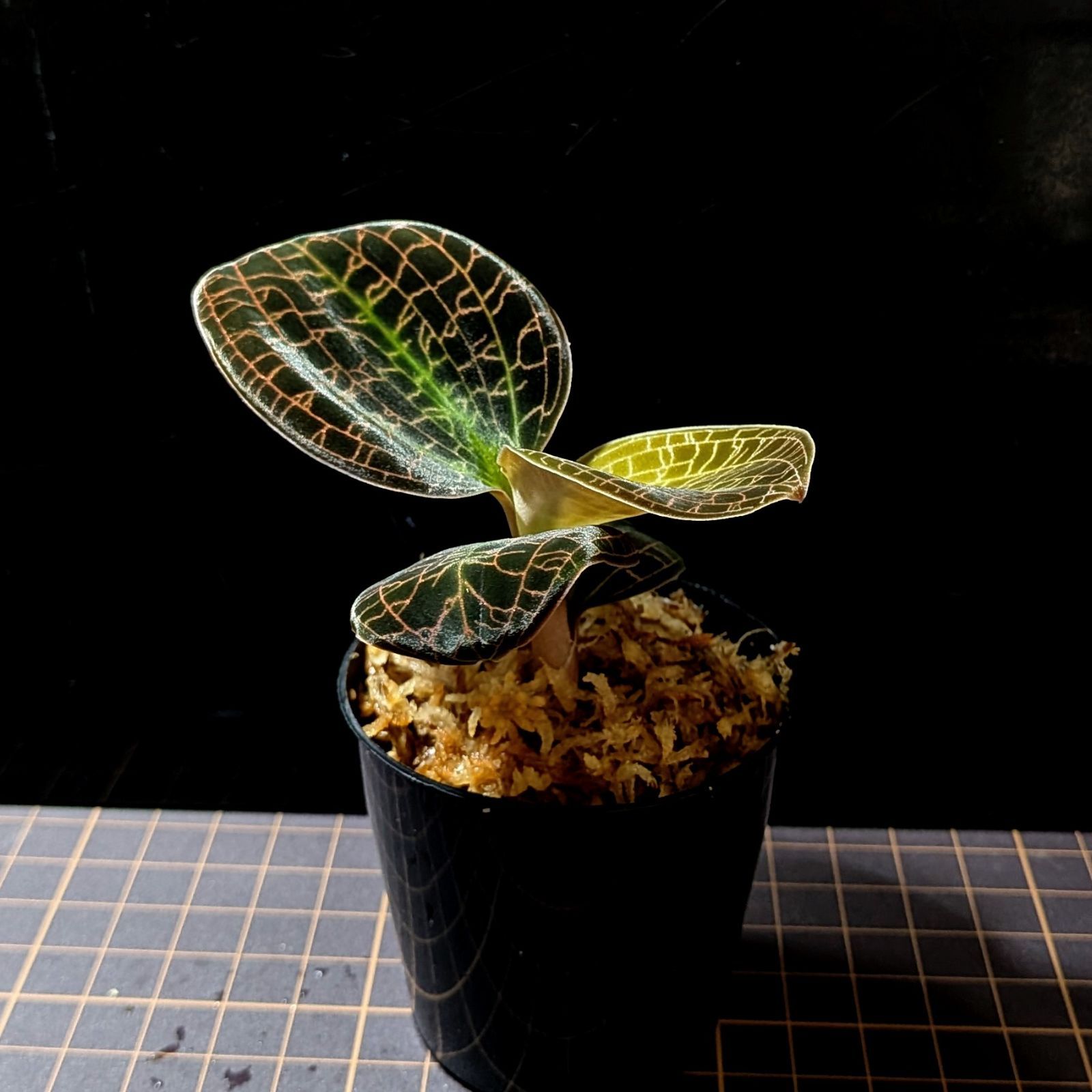 希少 ドッシニア　マルモラータ　ダイィ　ジュエルオーキッド　小苗 希少 ドッシニア マルモラータ ダイィ ジュエルオーキッド 中苗