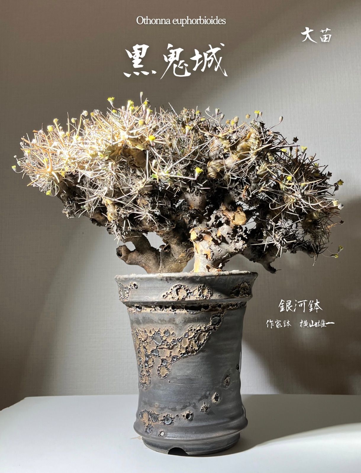 抜き苗 オトンナ ユーフォルビオイデス 大株 現地球 - メルカリ