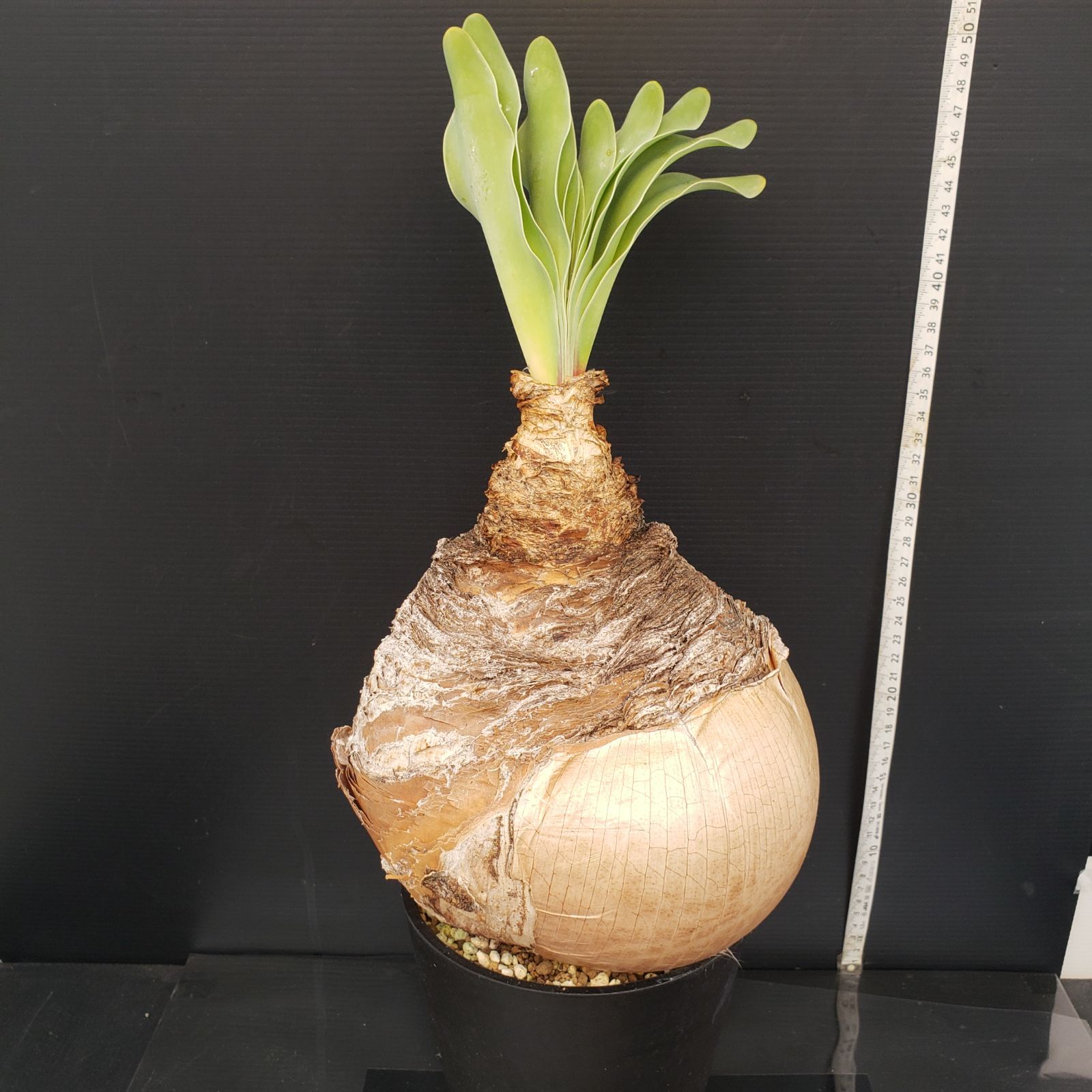 超美形】枯れない多肉植物 19 ブーファン ハエマンソイデス 球根 人気