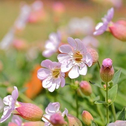 お花の種】シレネ・ブルガリス☆シラタマソウ ハーブの種子 約50粒