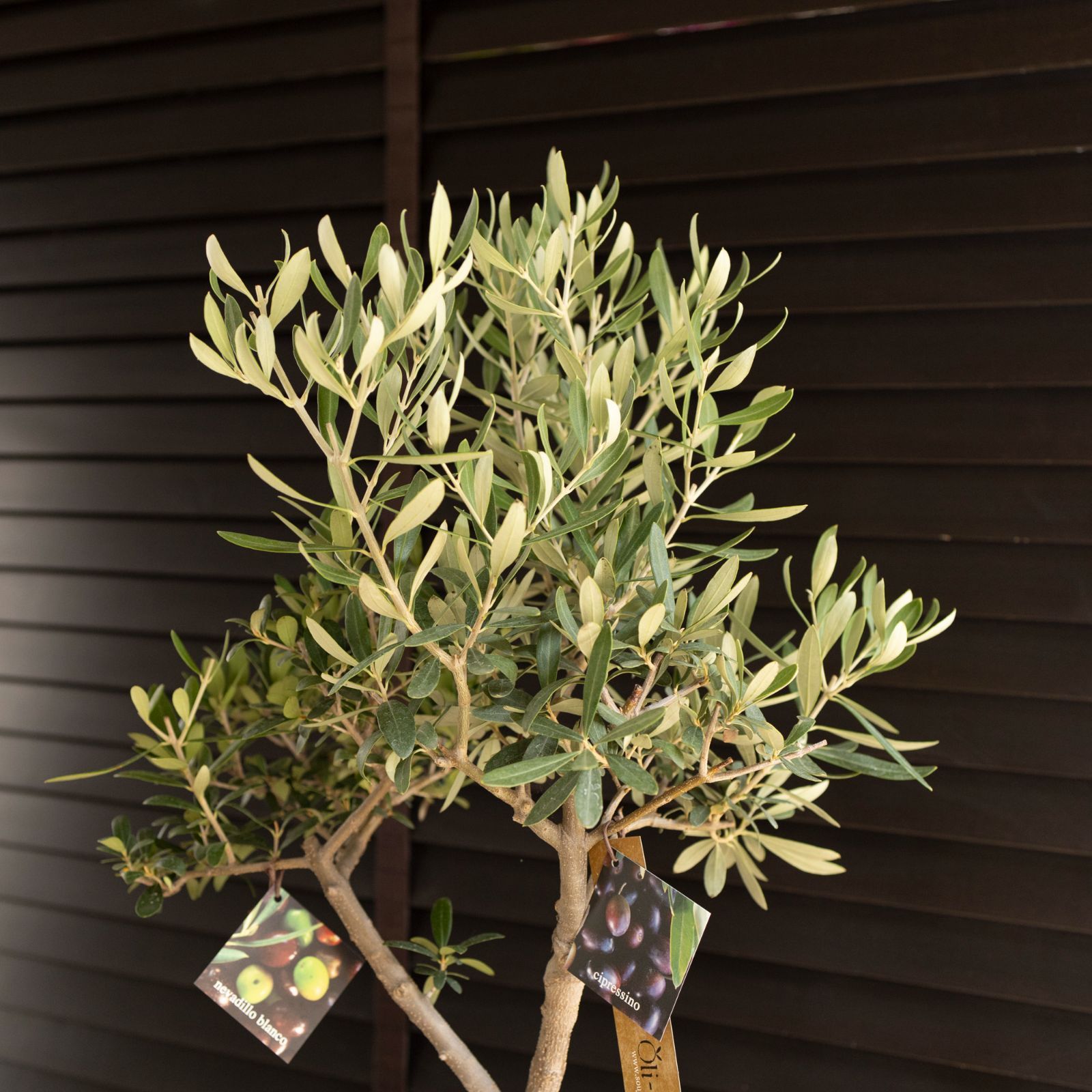 別注品】オリーミー シプレッシーノ×ネバディロブランコ 創樹 オリーブ