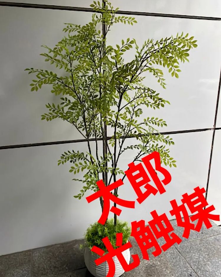 光触媒加工　抗菌消臭　ウォールグリーン　鏡 17 光触媒加工 抗菌消臭 ウォールグリーン 鏡 17