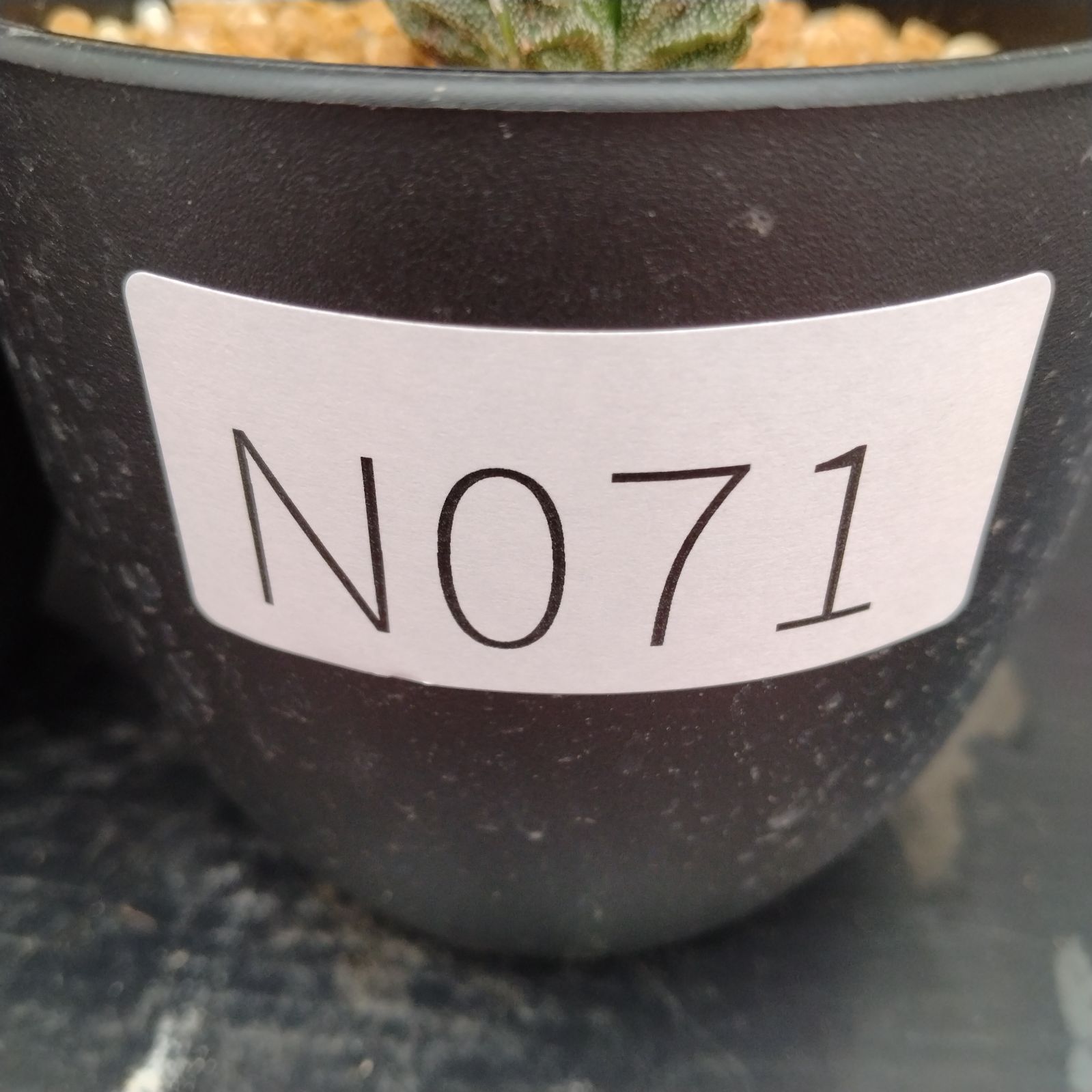 レア！メニネンシスV.ルブラ×ペクチニフェラ錦 実生 鉢植えメルカリ便送料込み レア！メニネンシスV.ルブラ×ペクチニフェラ錦 実生 鉢植え