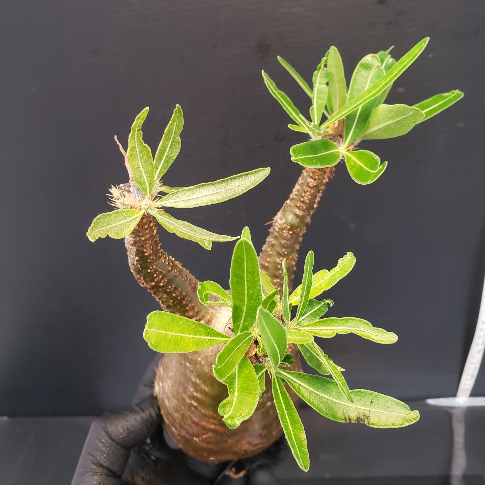 V216【自社水耕発根株】Pachypodium グラキリス（MS）（現地球