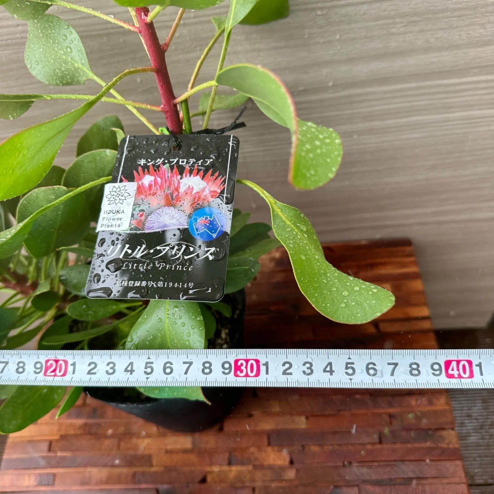 2本立ち】④ プロテア リトルプリンス 5号 現品 オージー