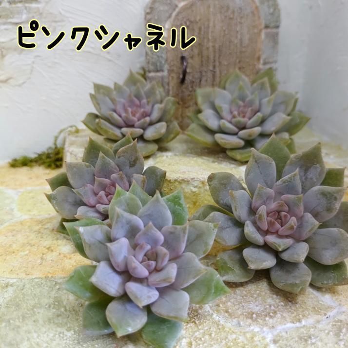 ♪多肉植物 韓国苗 ピンクシャネル(ローラ交配種)♪ - 多肉植物のお店