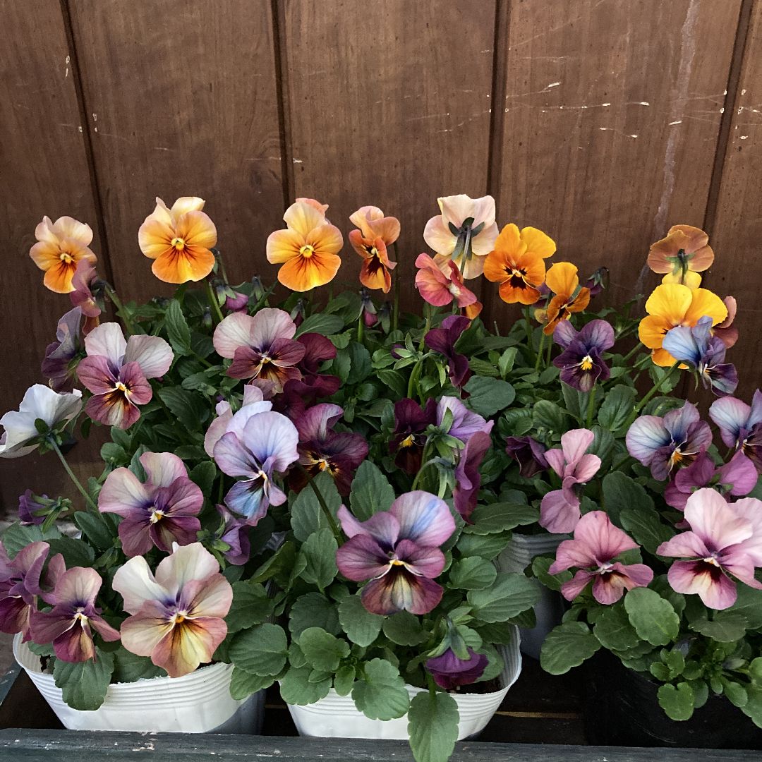 ビオラ♡ゆうやけ♡アンティークカラー♡3.5号♡3個セット♡ポットごとメルカリ便 ビオラ♡ゆうやけ♡アンティークカラー♡3.5号♡3個セット♡ポットごと