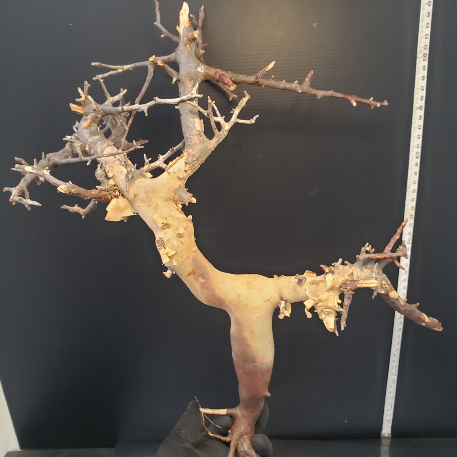 Z437 最新到着 Commiphora カタフピュア M 現地球 抜き苗 灌木系 塊根植物 コミュフォラ カタフピュア