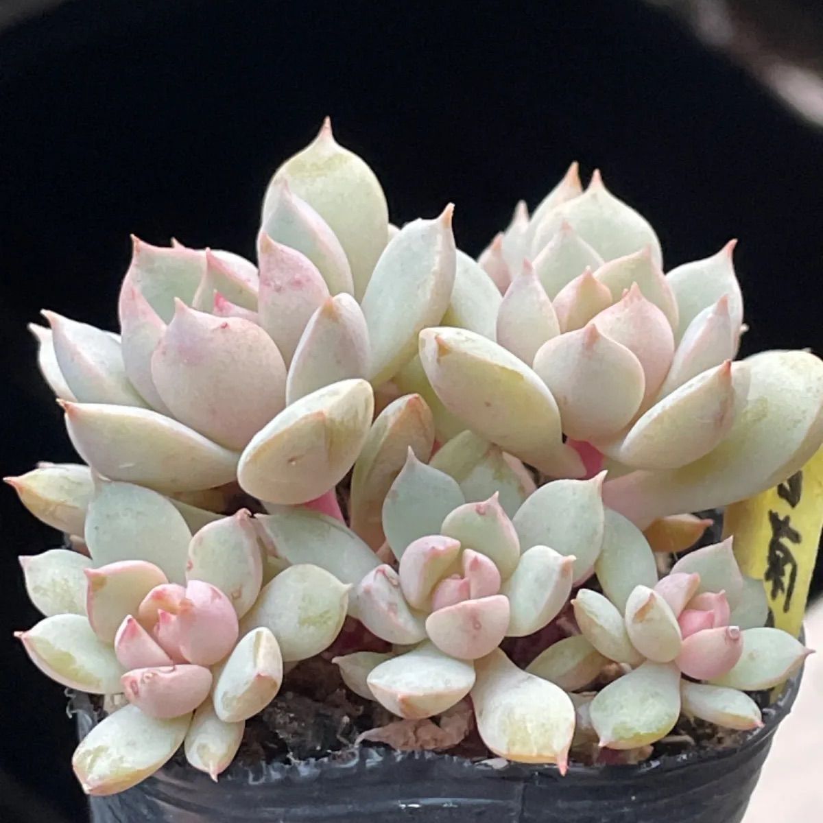 多肉植物 久米の舞♡抜き苗(^○^) 久米の舞（くめのまい）、久米舞