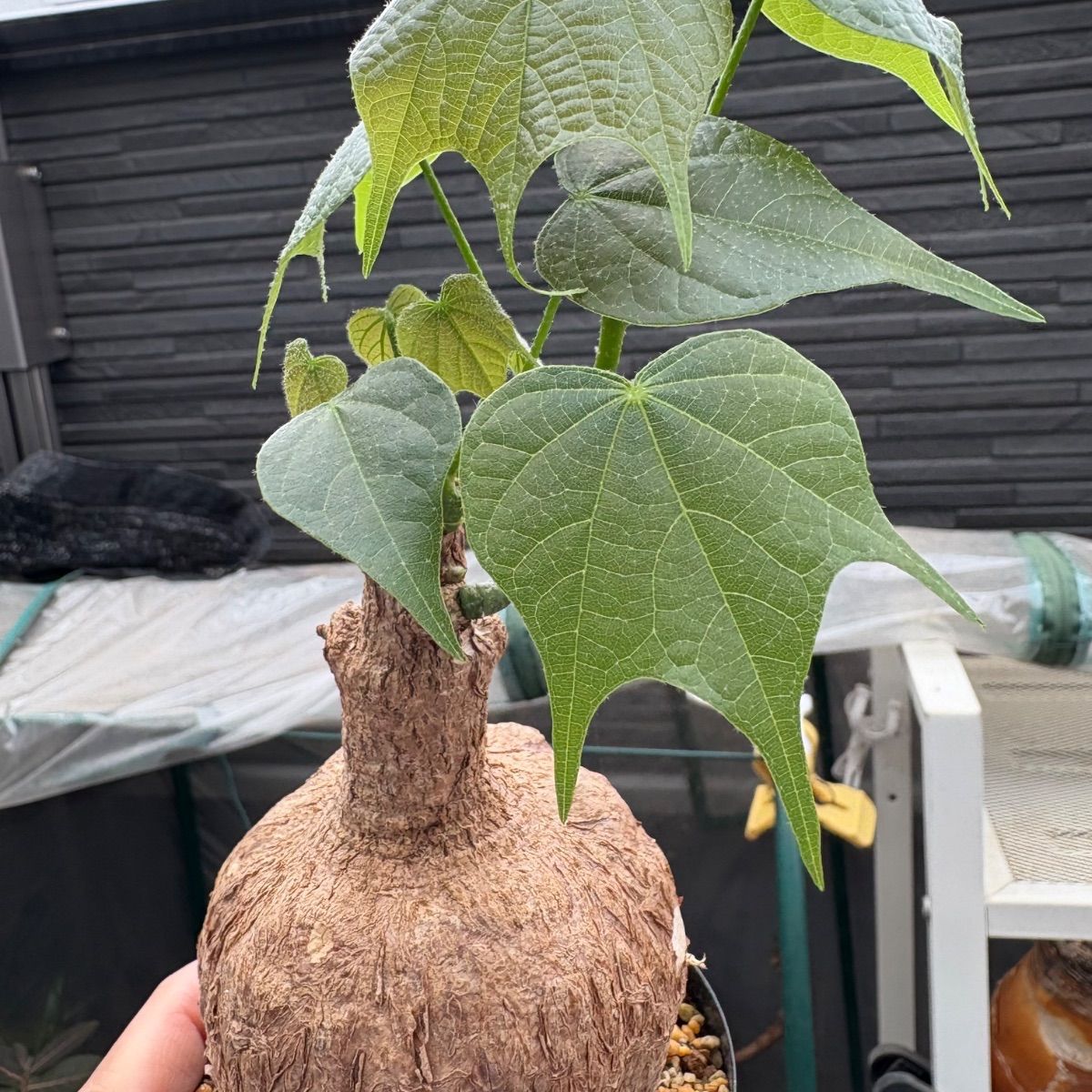 希少 超レア 塊根植物 firmiana colorata フィルミアナ ・コロラータ