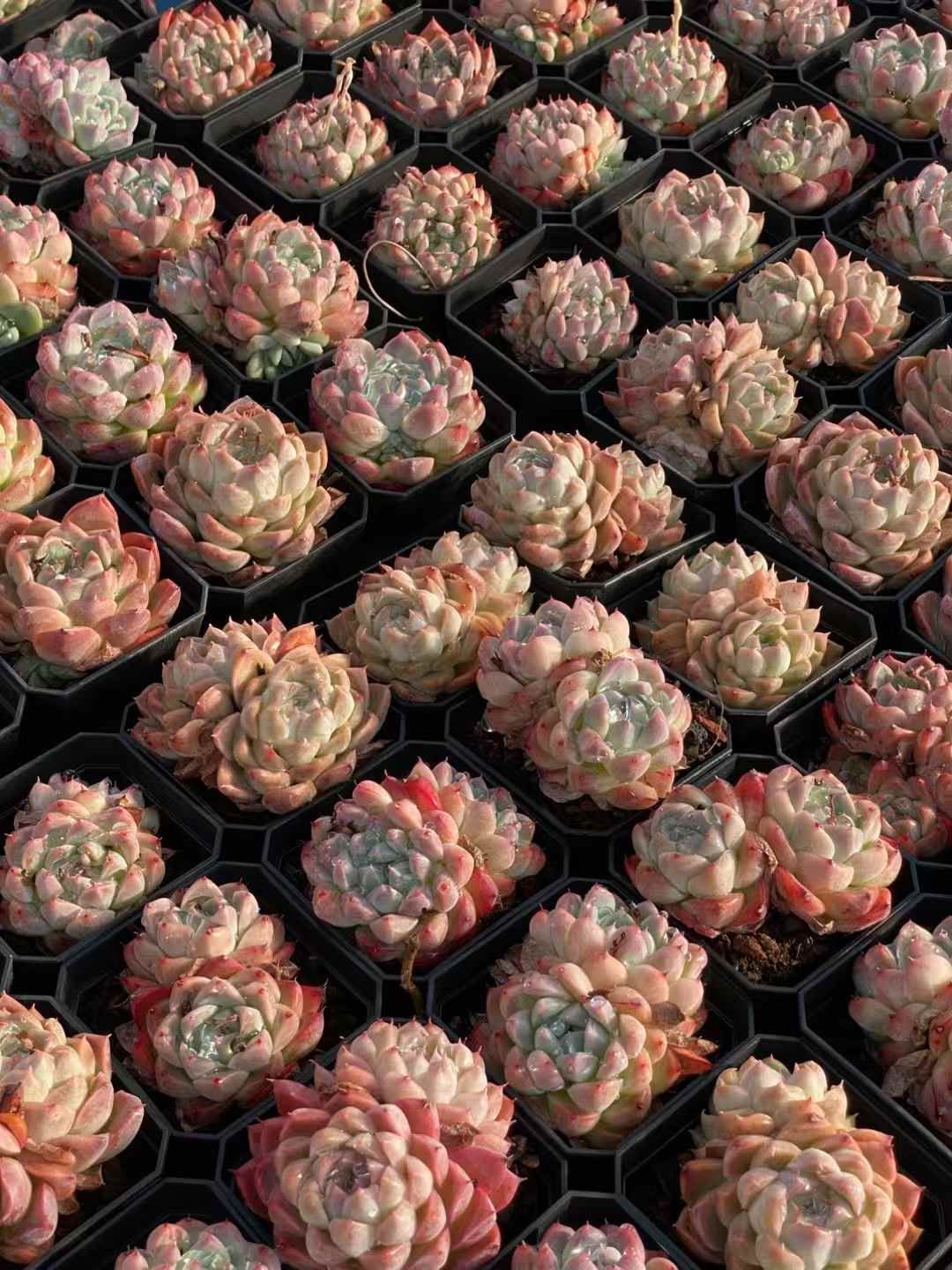 -*-様 B1528-2×20苗ピンクウィッチ抜き苗 多肉植物 エケベリア サボ 様 B1528-2×20苗ピンクウィッチ抜き苗 多肉植物 エケベリア サボ