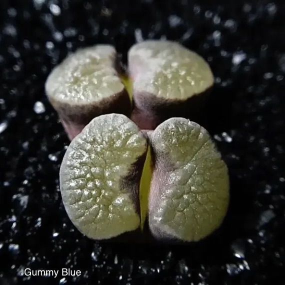 多肉植物 コノフィツム カロリー Conophytum caroli 種子 - メルカリ