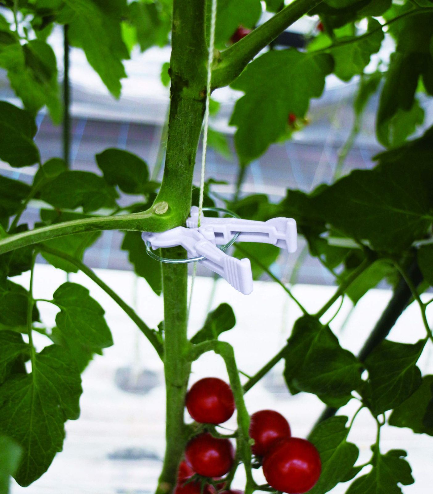 シーム 誘引資材 くきたっちアルファ M 細紐用 220P パープル 薄紫