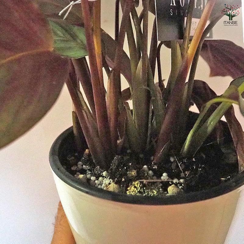 1個売り 品種で選べる観葉植物