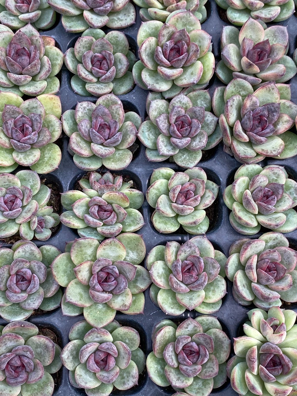 さ*ち様 R106 15種類の土根付き105苗セット 多肉 エケベリア 韓国苗 新