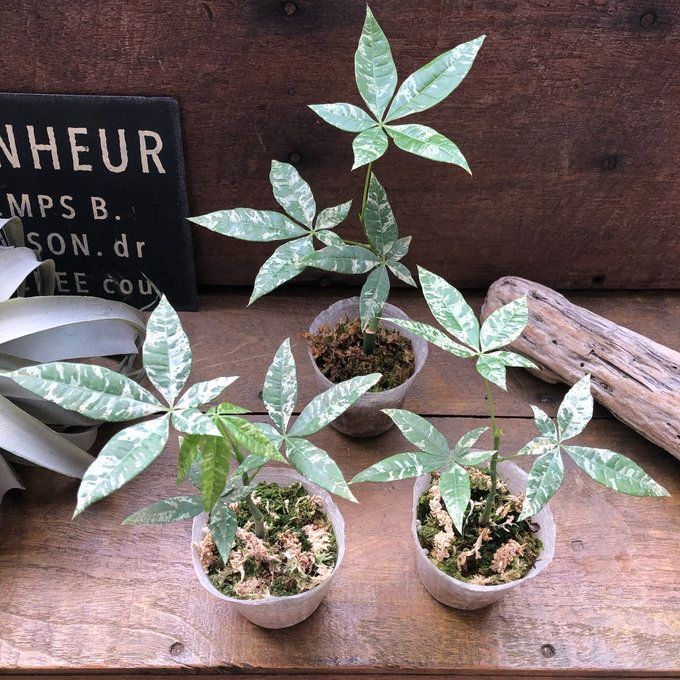 パキラ 斑入り葉 ミルキーウェイ 実生 観葉植物パキラ 超希少