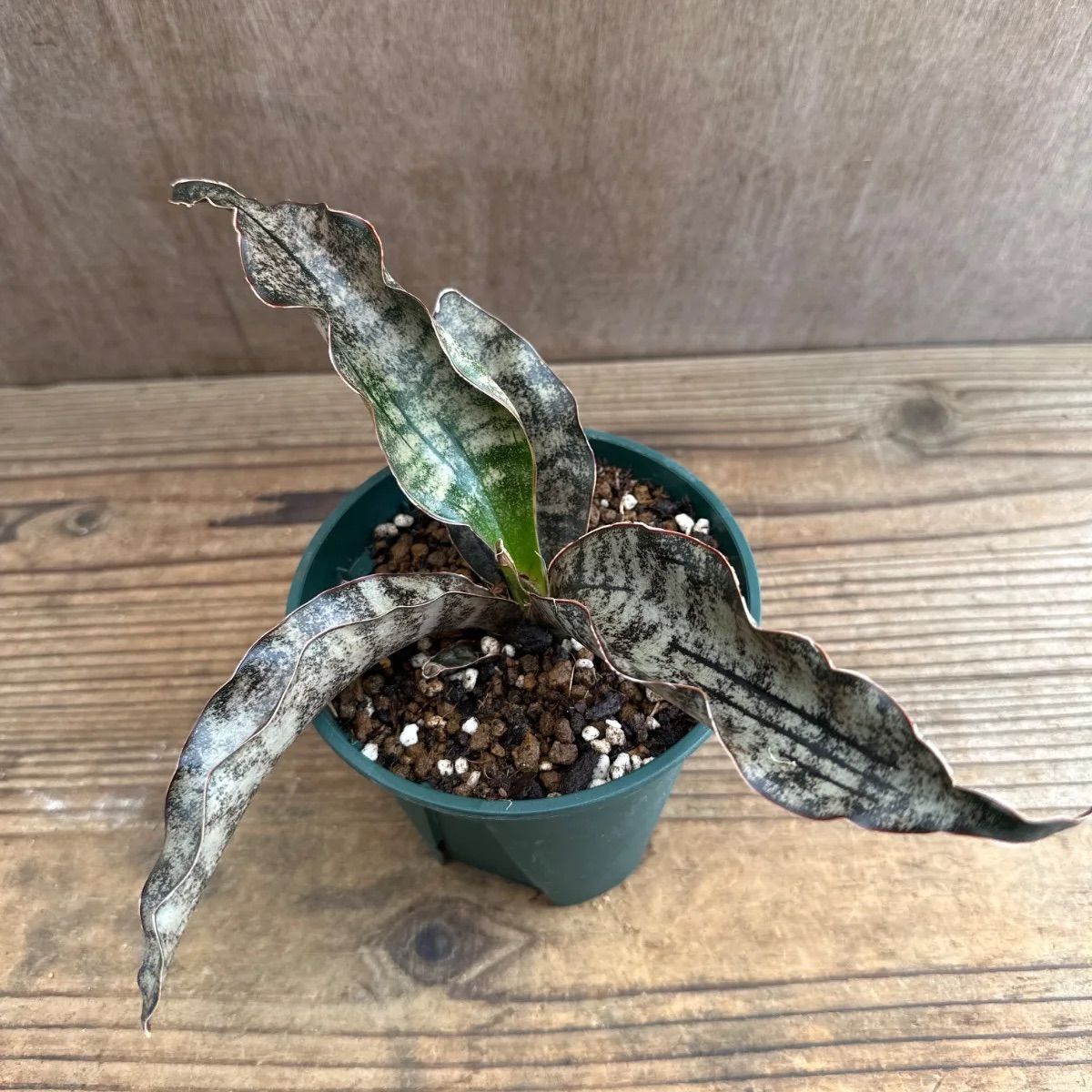 サンセベリア キルキーコパトーン ② Sansevieria kirkii var