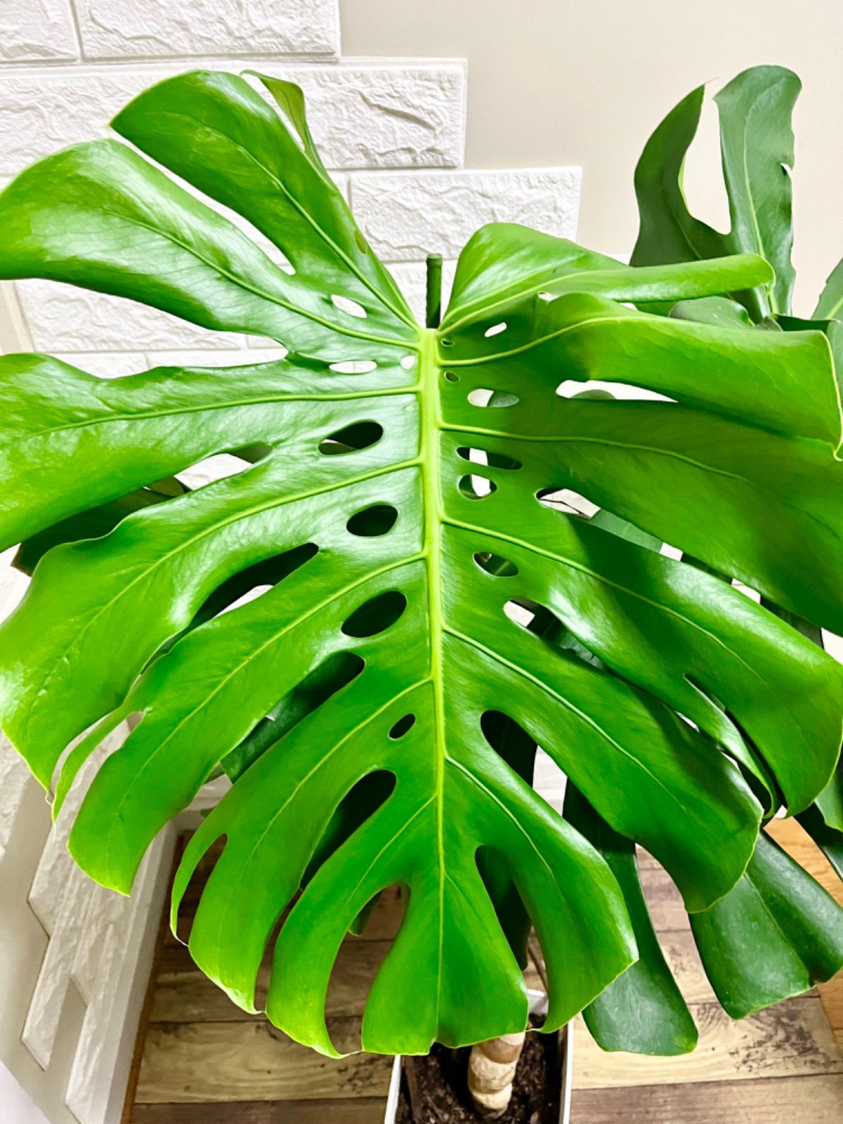 モンステラ モンステラ⭐️幹立ち⭐️葉40cm大 - メルカリ