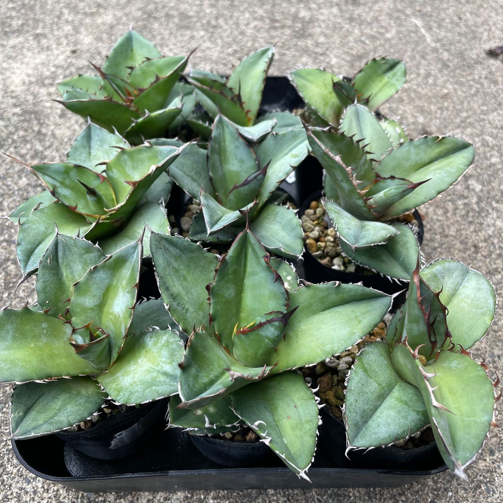 DP44アガベチタノタブルー実生選抜9株セット agabe titanota blue