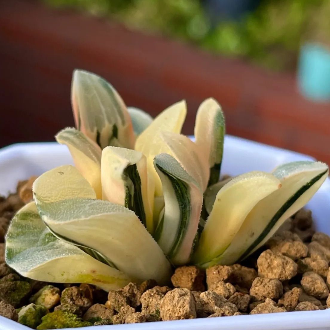 超歓迎国産（≧∇≦）多肉植物　ハオルチア　　コレクタ錦 サボテン