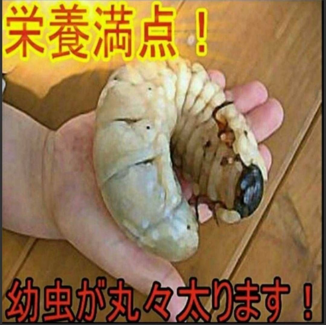 カブトムシ幼虫が大きくなる 改良版 ヒマラヤひらたけ発酵マット