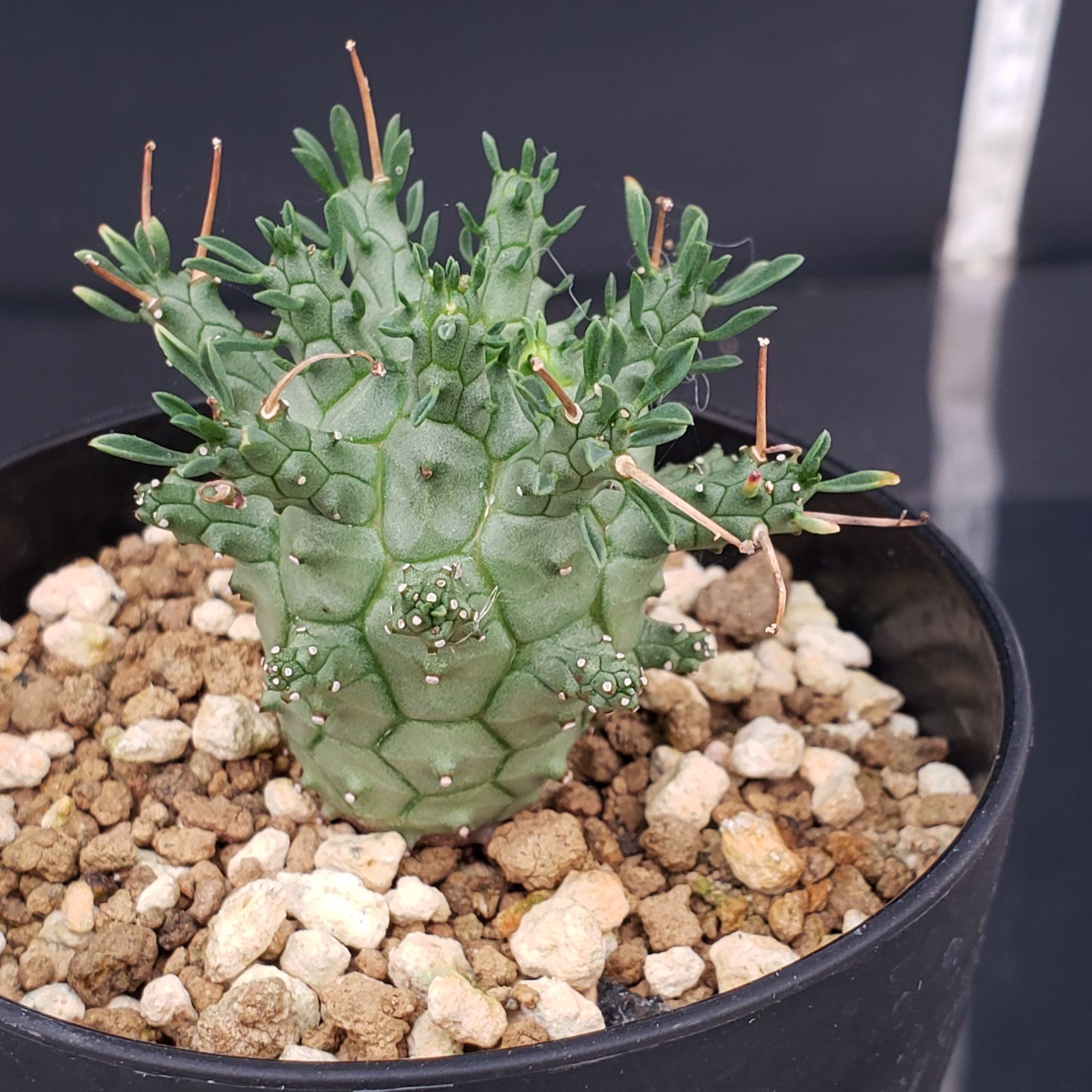 T432【自社養生株】ユーフォルビア デセプタ（発根株・鉢植え