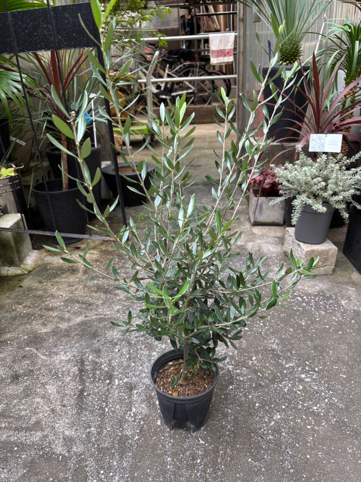 大型コンクリート鉢植え オリーブの木 エルグレコ 苗 シンボルツリー