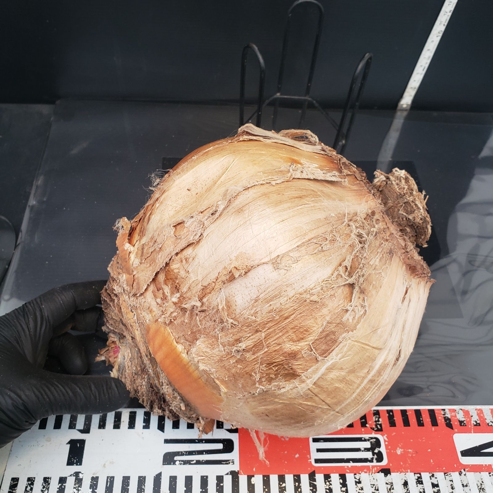 球根植物 ブーファン