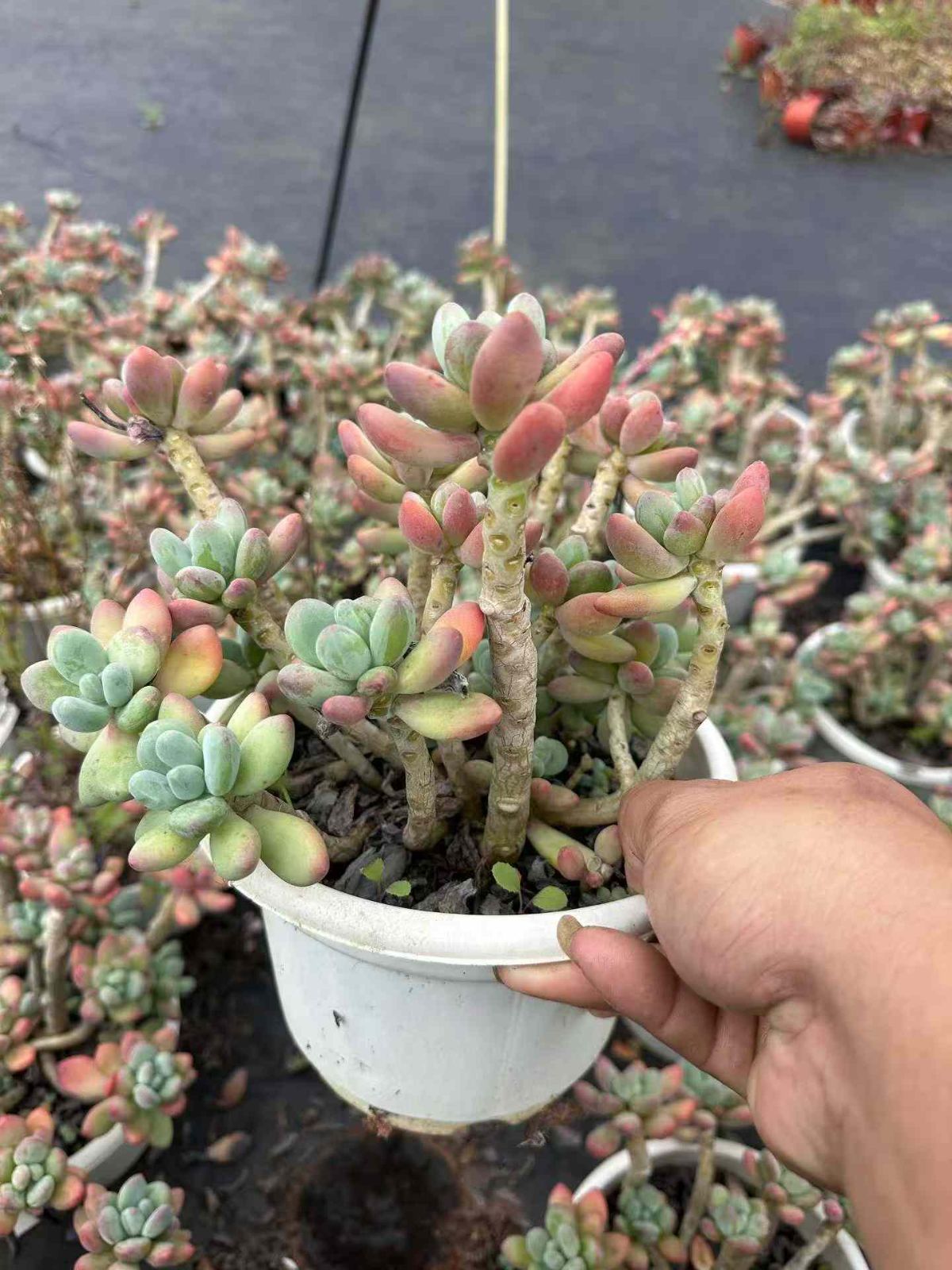 ZAN4×8 アップルミルク 抜き苗 多肉植物 アエオニウム エケベリア 韓国苗 YUZUMIYA_COM