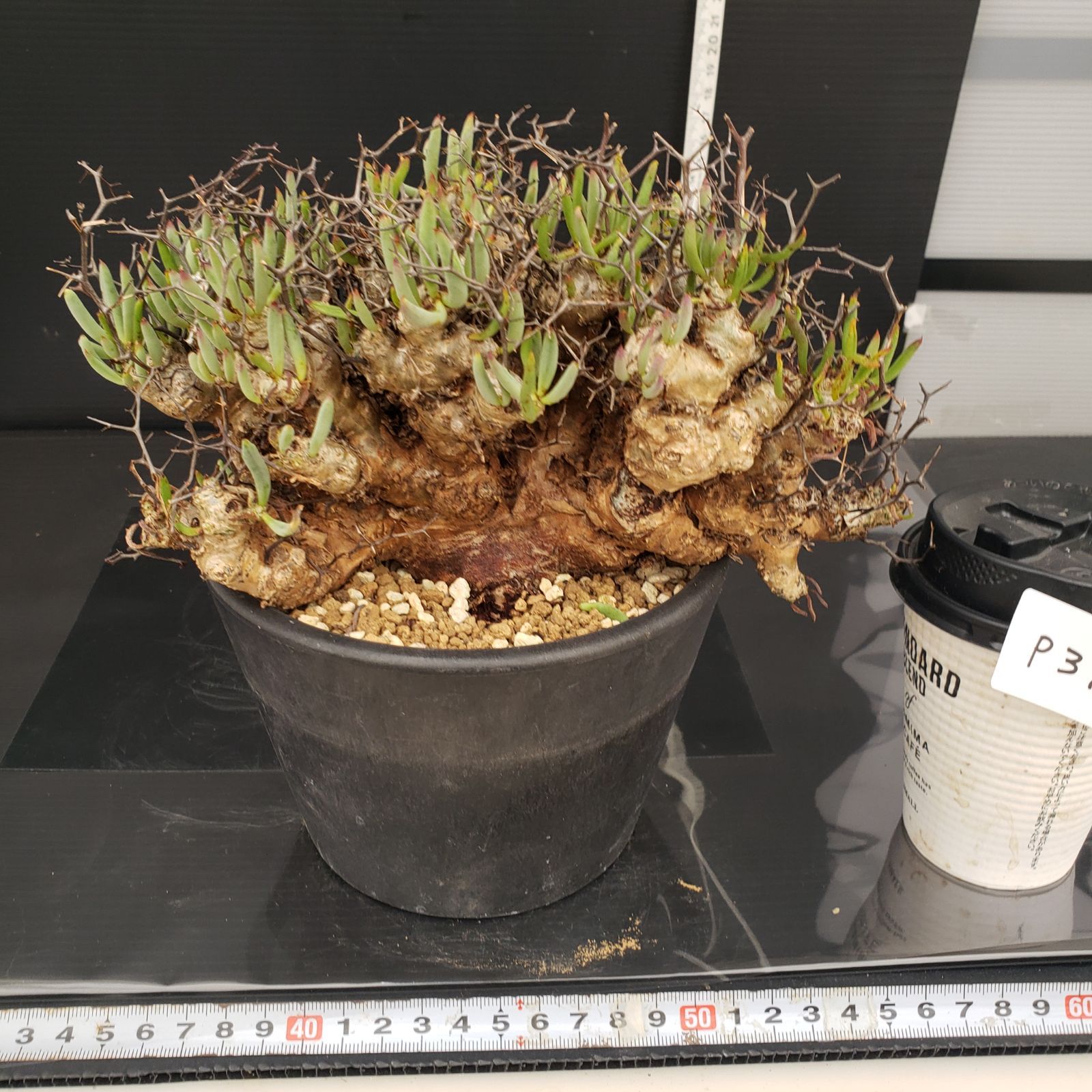 実生塊根！　万物想　チレコドン　多肉植物　塊根植物　レティキュラータス チレコドン万物想の基本情報・育て方｜多肉植物・サボテン図鑑