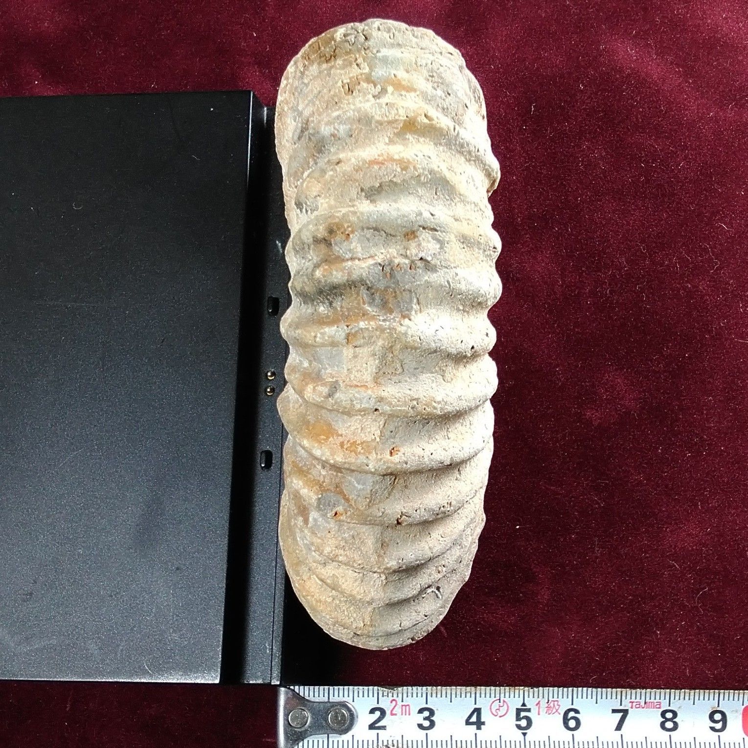 モロッコ産　アンモナイト　化石　⑮ 化石】アンモナイト モロッコ産 磨き 50×45mm - メルカリ