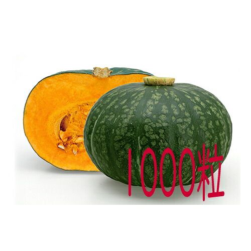 入荷次第出荷 カネコ種苗 ほろほろ 南瓜 １０００粒
