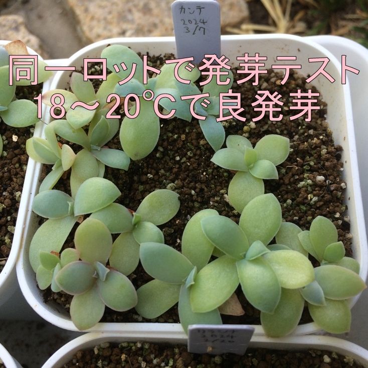 多肉植物 エケベリア 20株 サボテン ・カンテ セール中 (Echeveria Cante) 観葉植物 花 園芸 SE115