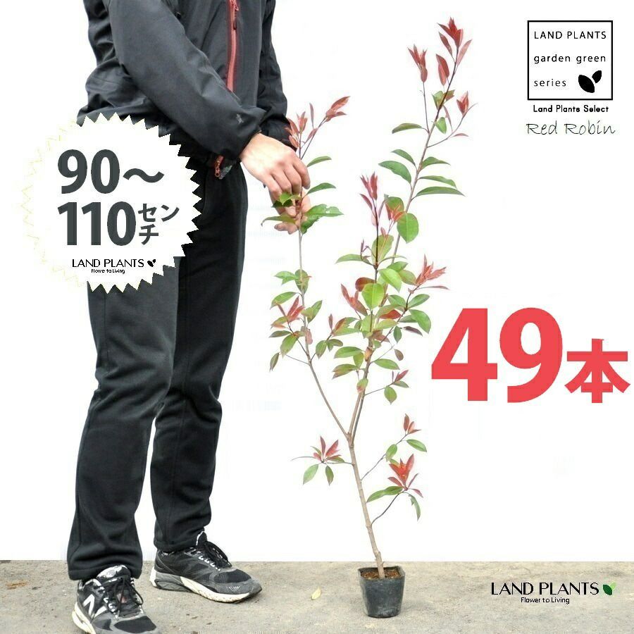 レッドロビン 3.5号 苗木 49本 高さ90～110cm 苗 苗木 苗ポット セイヨウカナメ カナメモチ 生垣