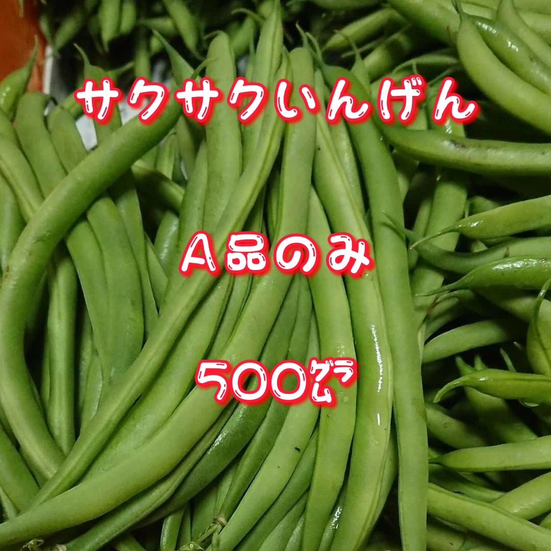 ⚠️商品説明をお読み下さい⚠️サクサクいんげん500グラムA品