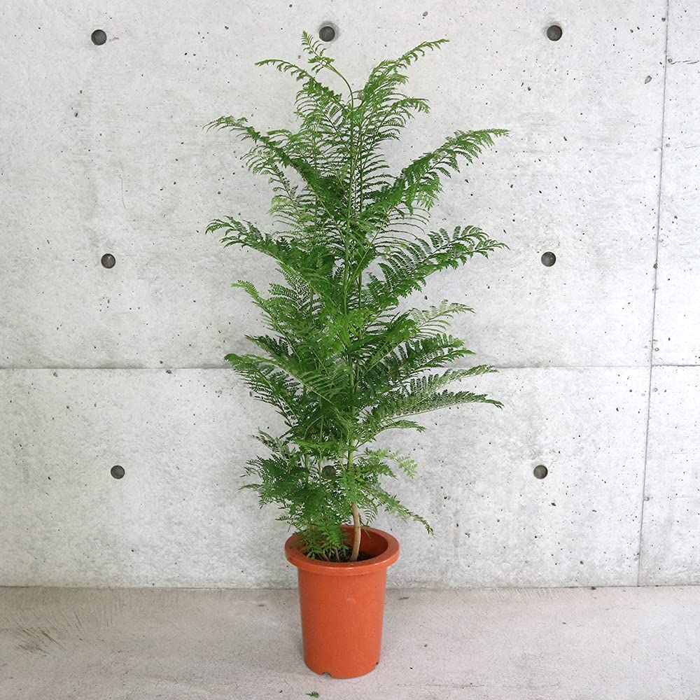 数量 ミモシフォリア 7号プラスチック鉢 品種で選べる観葉植物|1個売り 学名 Jacaranda ジャカランタ mimosifolia|ノウゼンカズラ科ジャカランダ属|半耐寒性落葉中高木|耐寒性 -3℃位まで|原生地 熱帯アメリカ●室内に置きっぱなしに