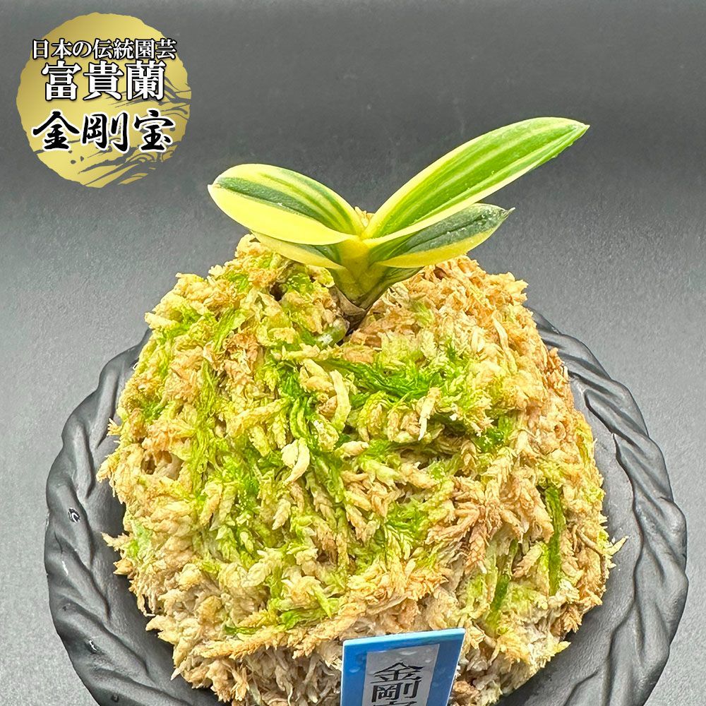 Grade10 水滸伝 潘金蓮 鑑定品 Pokémon TCG Prism Pokémon Collectible Individual Card Games