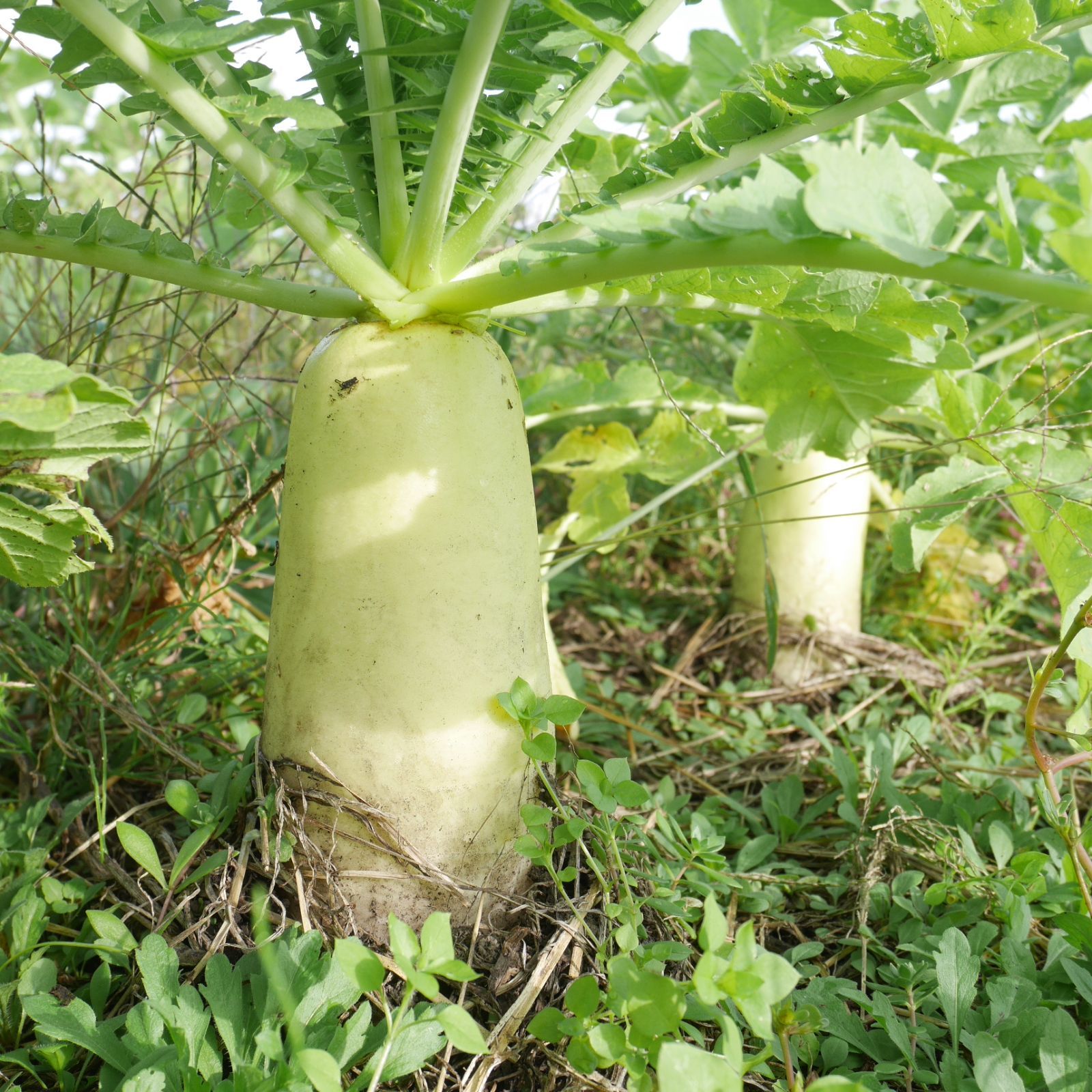 \\農家直送 野菜の味が濃い//手作り 切り干し大根《自然農法 農薬・肥料不使用》