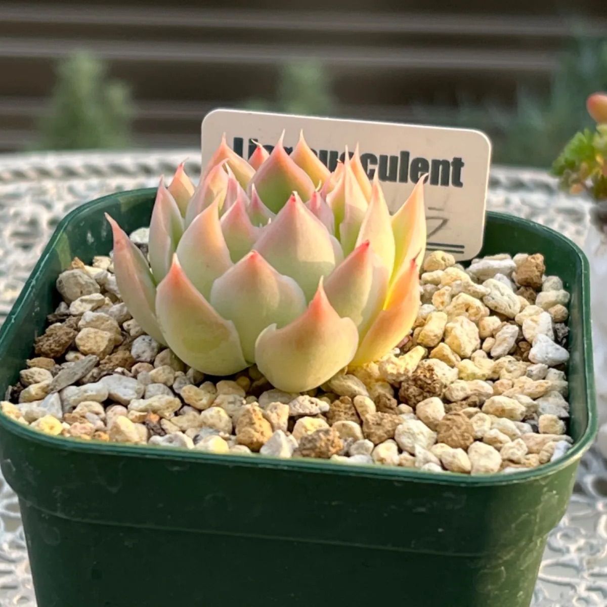 売却済み　　多肉植物 リエール苗　サンダーローズ 売却済み多肉植物 リエール苗サンダーローズ