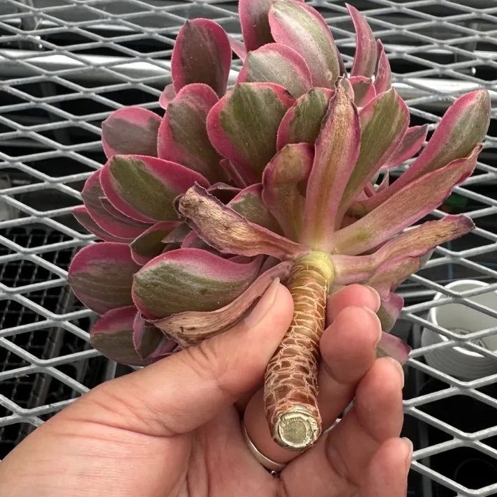 ピンクガール アエオニウム 多肉植物 カット苗 現品 - メルカリ