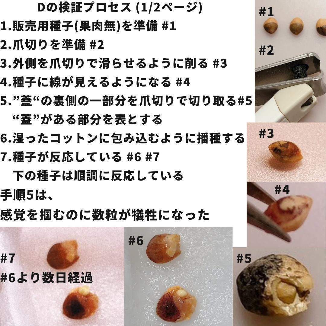 【未使用品】KAMILAVKA 帽子 monstrosa2 モンストローサ 未使用品】KAMILAVKA 帽子 monstrosa2 モンストローサ 2025年